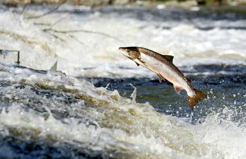 Leaping Salmon In Scotland