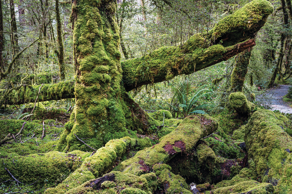 Moss covered trees at Cascade Creek in Fjordland National Park