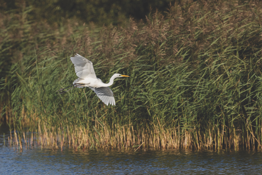 Great egrets now breed at Burton Mere and can be seen there all year round
