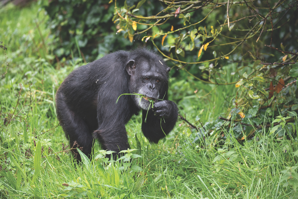 A chimpanzee at Chester Zoo