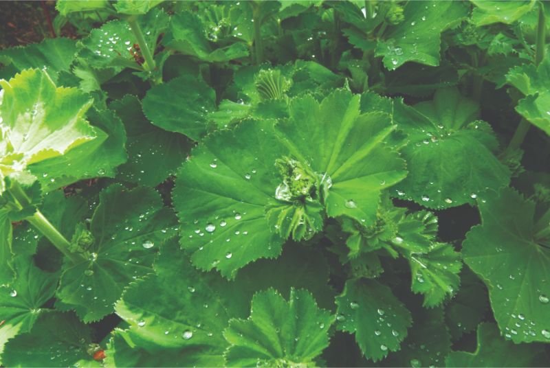 Alchemilla mollis with droplets of water on the leaves