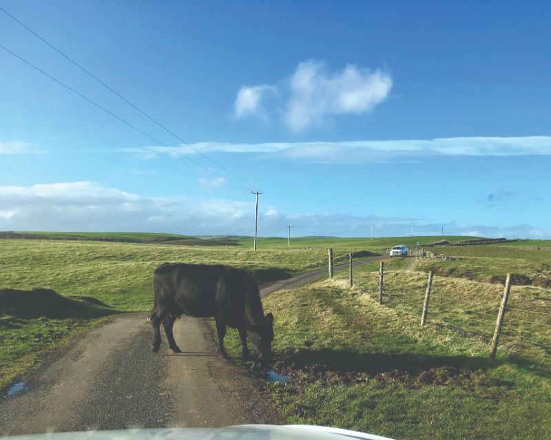 Cattle on the road