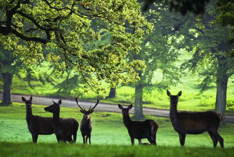 Wild Deer in the New Forest