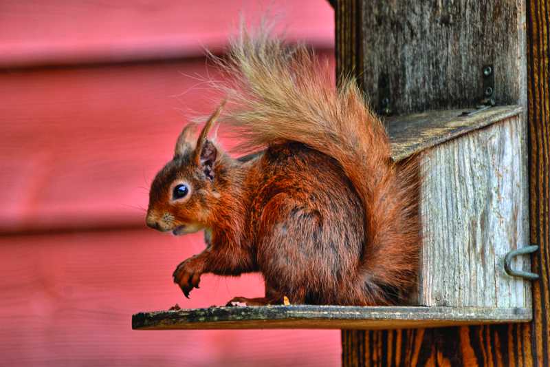 Red squirrels in Northumberland
