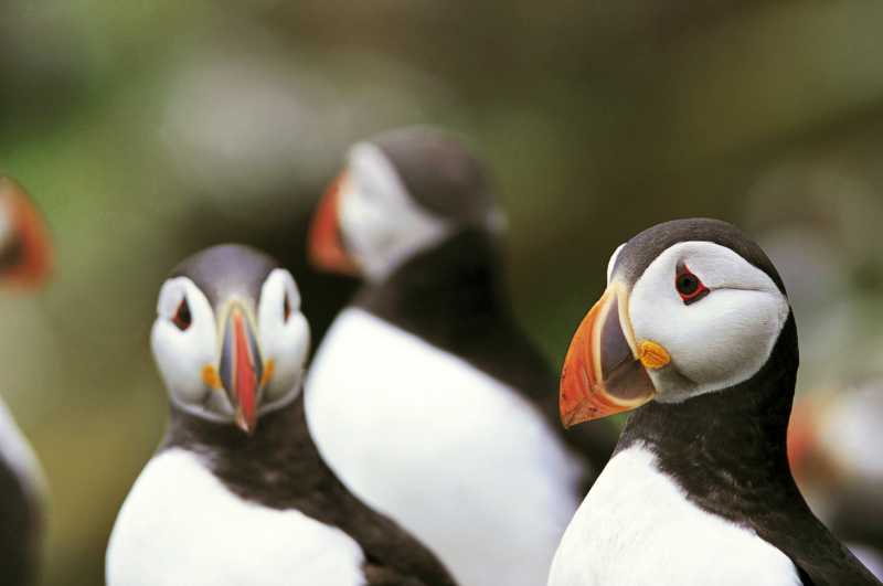 Puffins In Wales