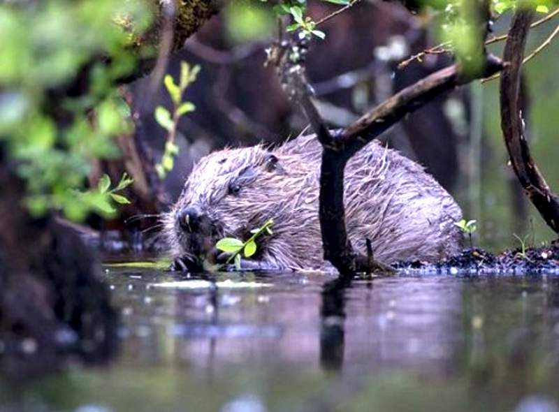 Beavers In Scotland