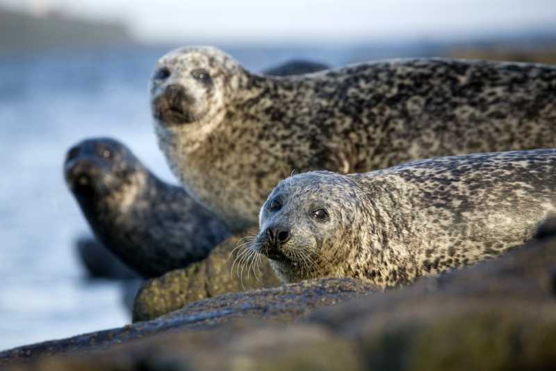 Seals In Lincolnshire
