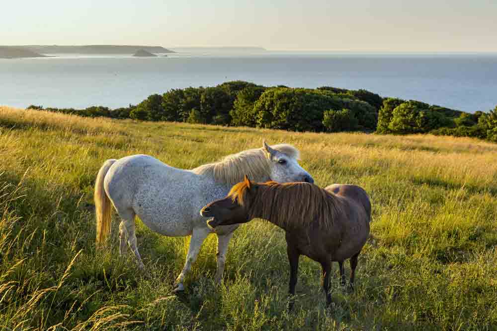 Image of ponies in the Cornish countryside