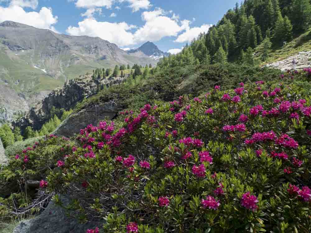 Image of alpenrose on the way to Lago Loie in Italy