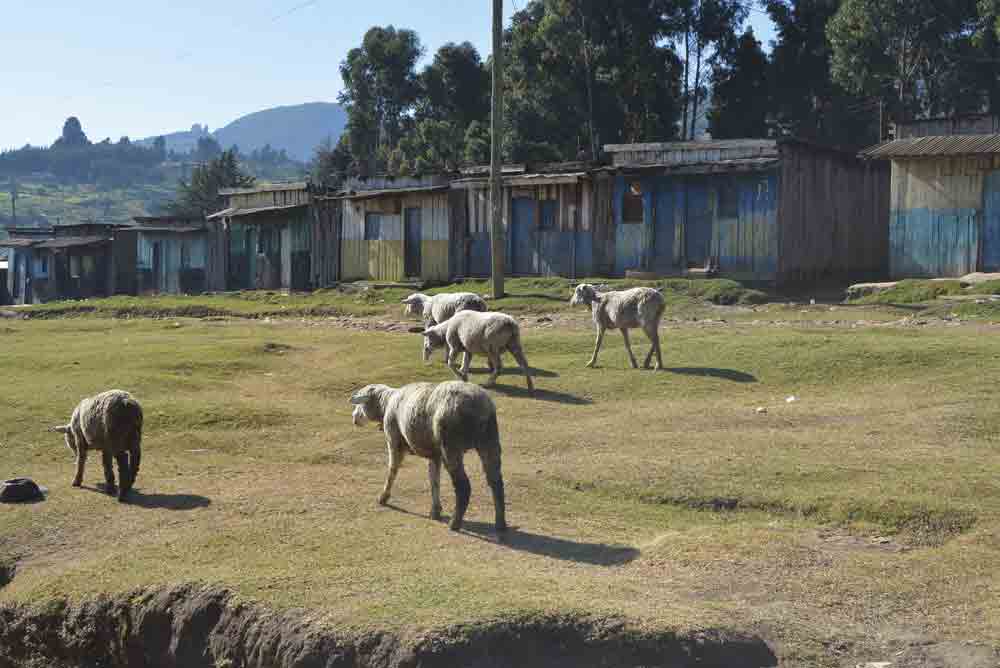 Sheep grazing in the Kenyan countryside