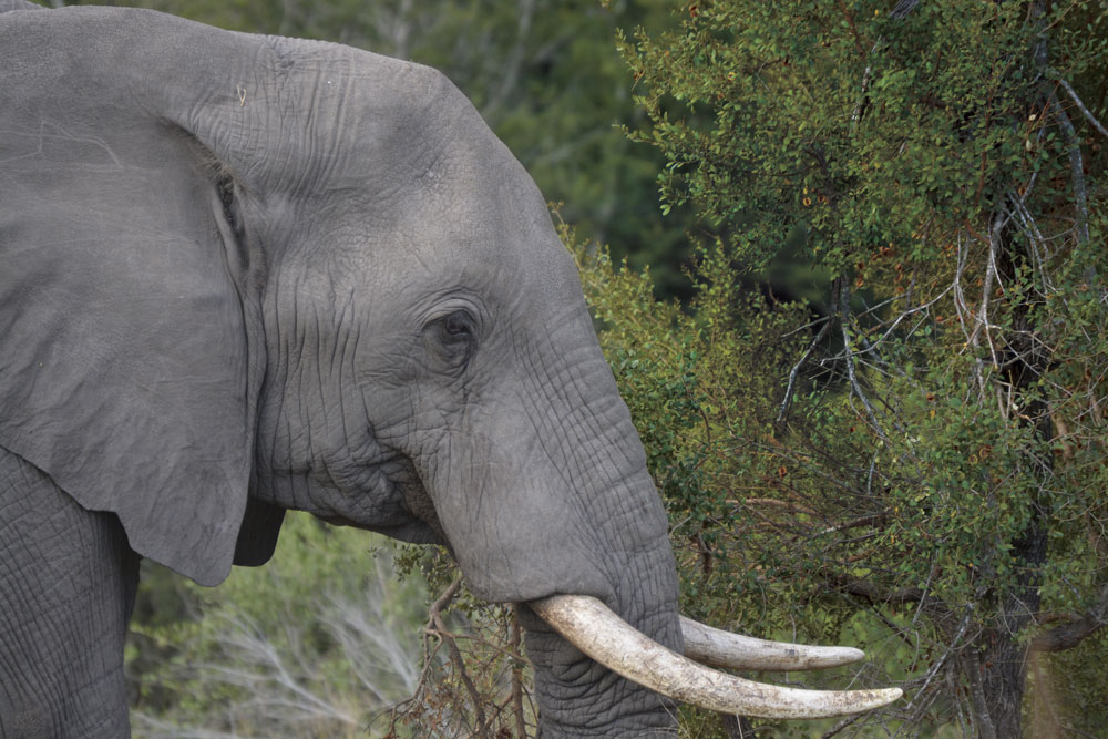 An elephant pictured at Kruger National Park in South Africa