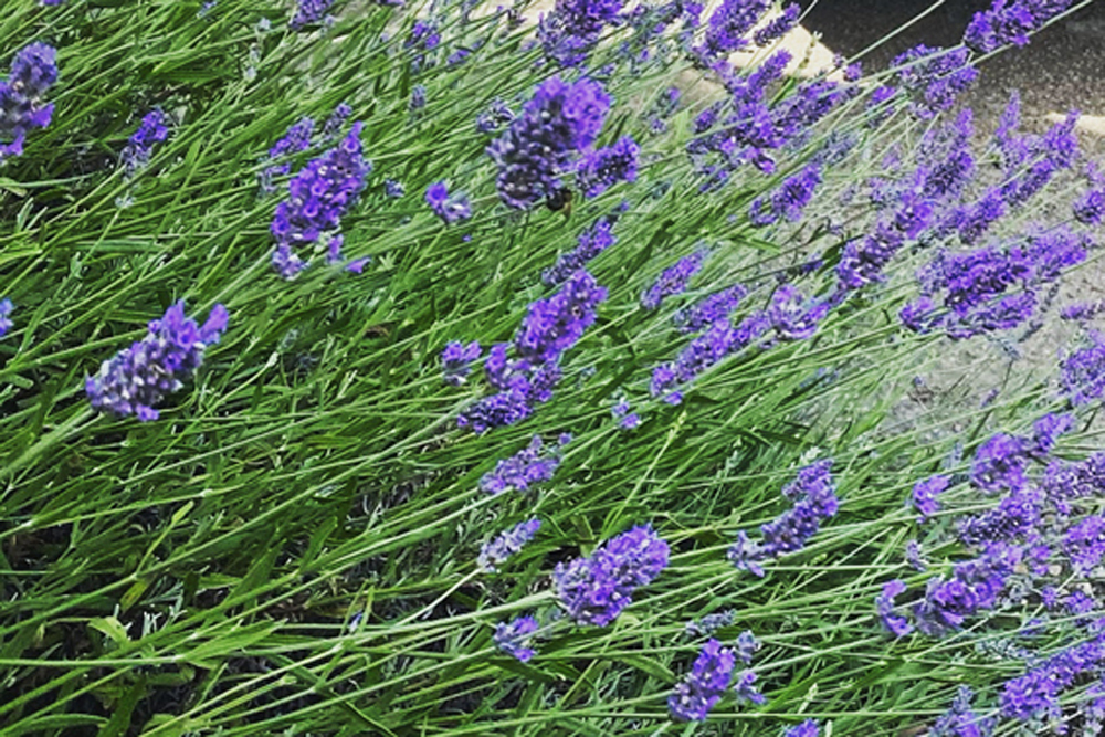 Lavender gives off an evocative aroma