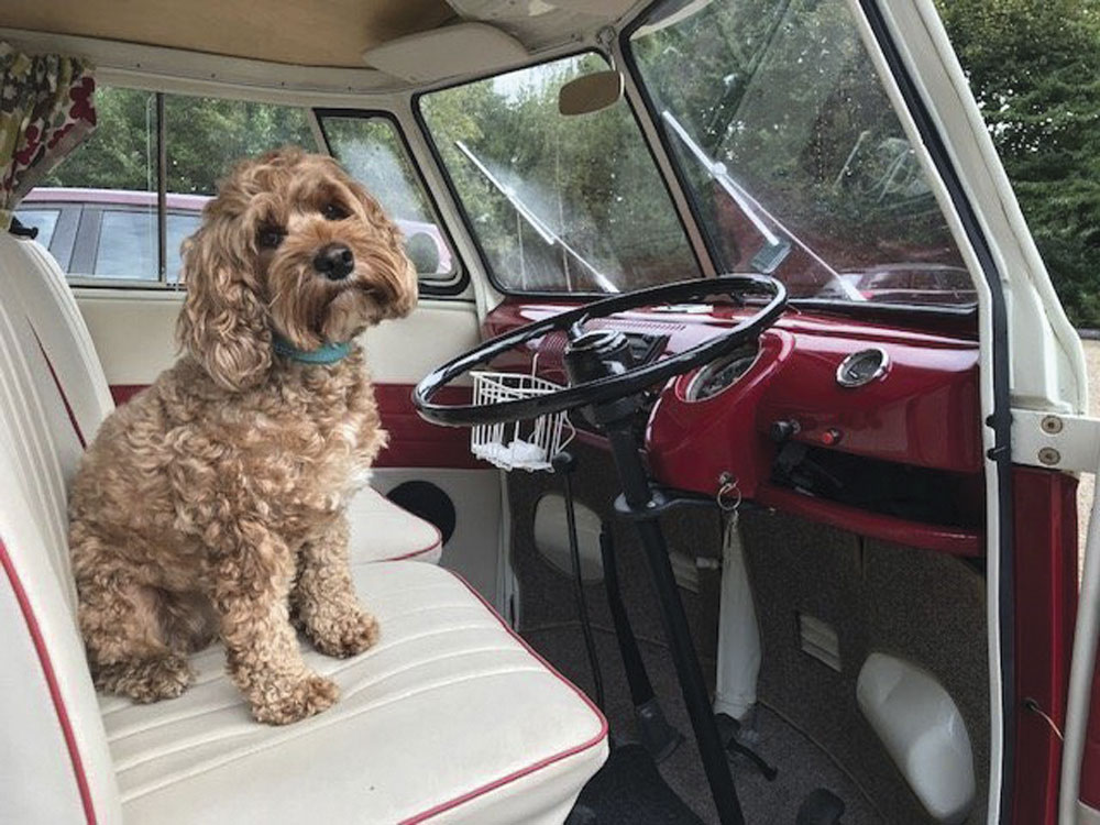 Buddy the dog sitting in a campervan