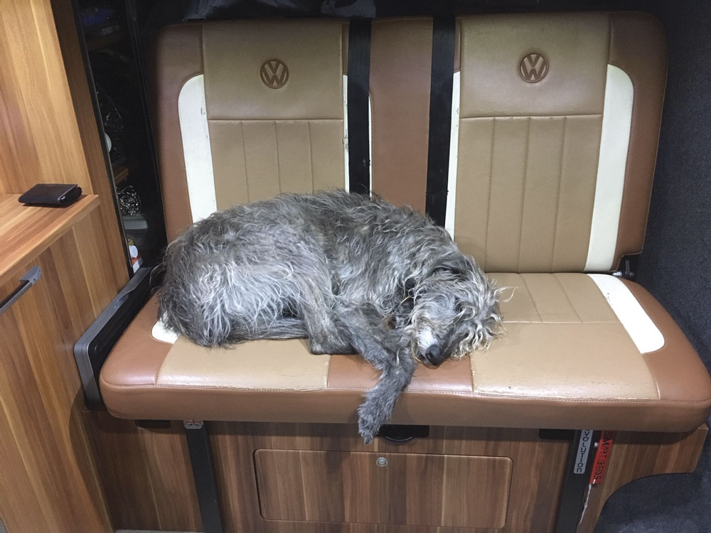 Monty the dog asleep in a campervan