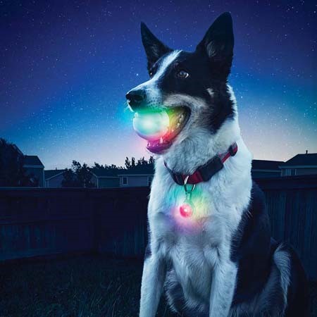 Glowing Dog's Ball
