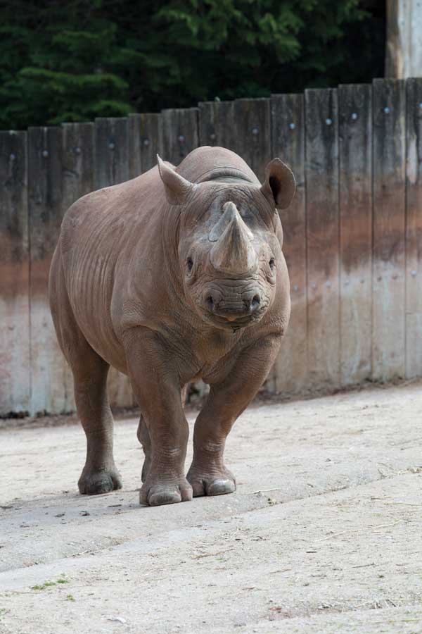 Rhino at Brixham Zoo
