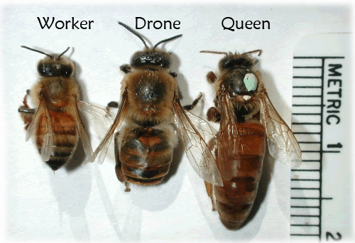 bee scaler