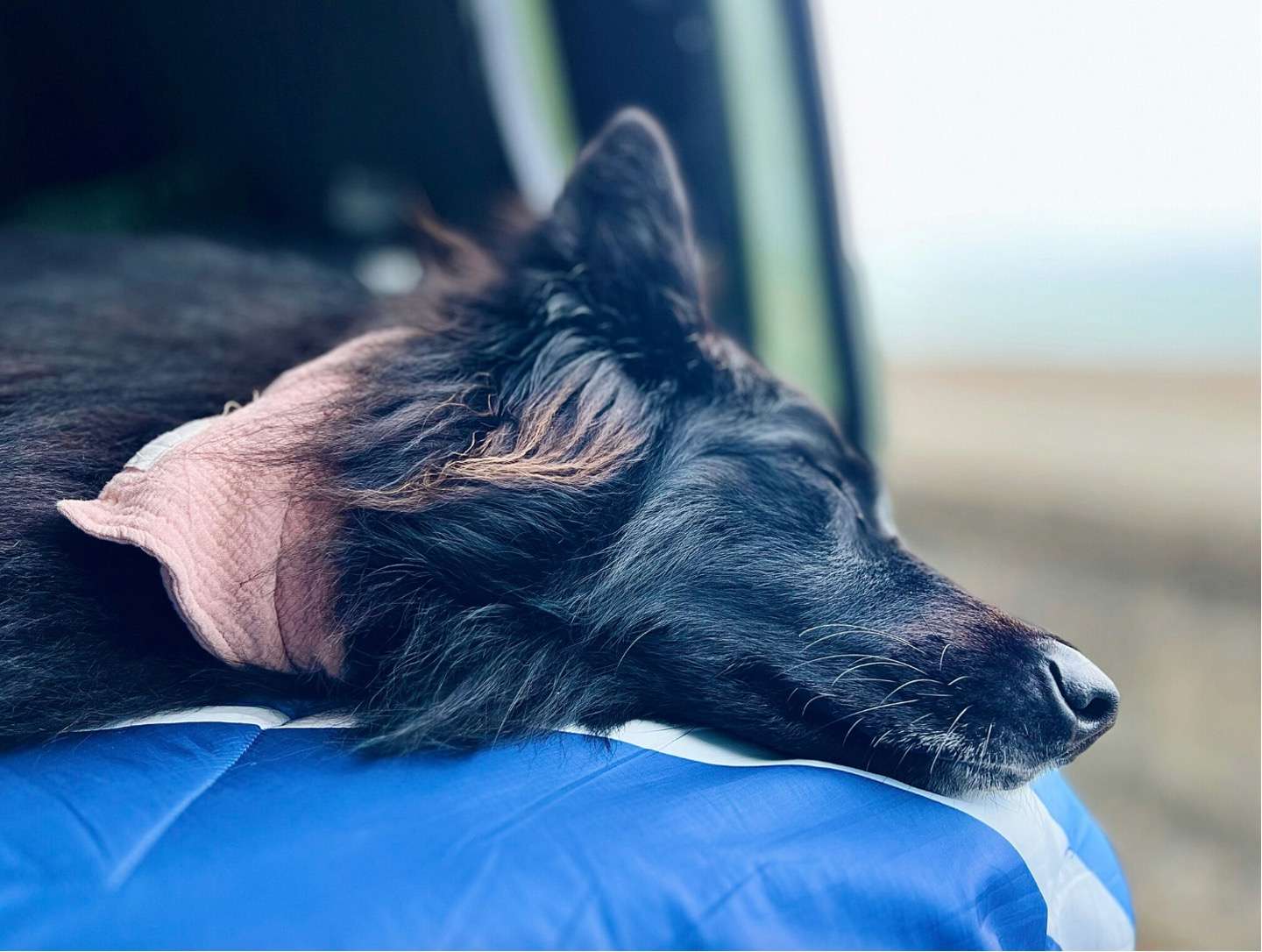 A dog sleeping in a campervan