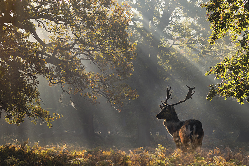 Stag in the grounds at Dunham Massey
