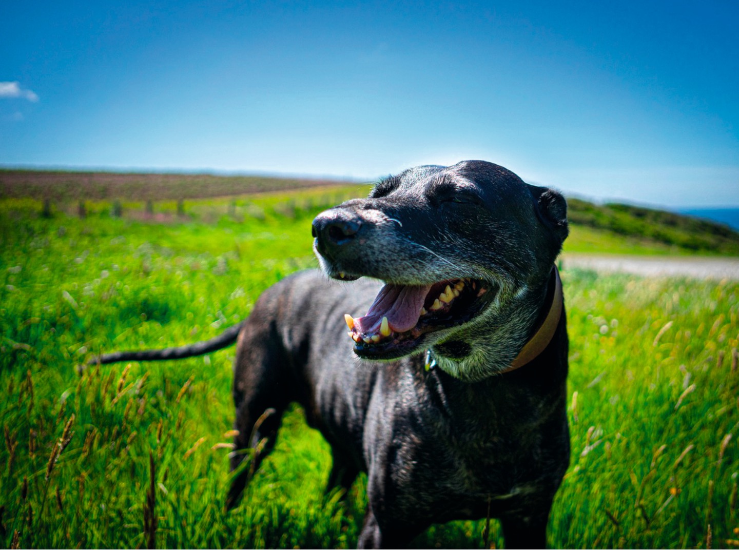 A black dog in a field