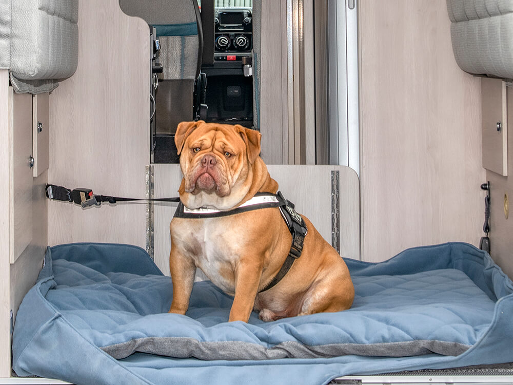 Securing a dog in a motorhome