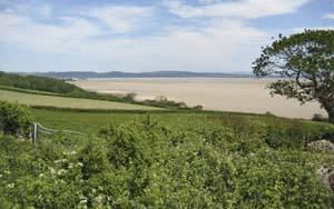 Doe Wood