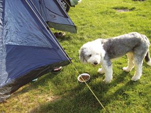 Dog dinner time Dog dinner time