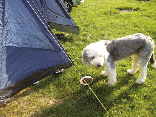 Dog dinner time
