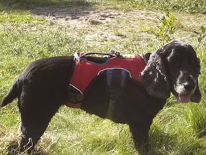Harness Harness
