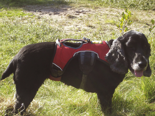 Harness