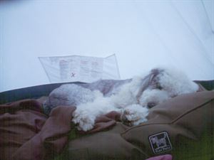 Dusty asleep Dusty asleep