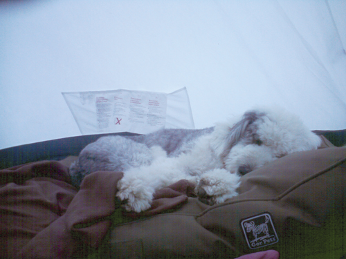 Dusty asleep