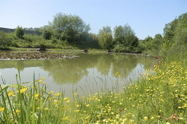 The Old Oaks pond area The Old Oaks pond area
