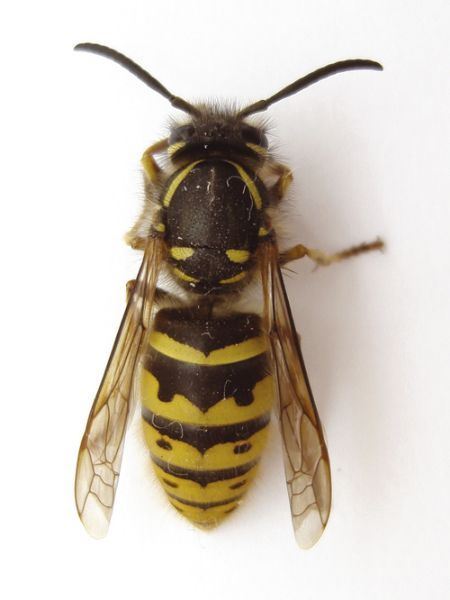 Be careful of wasps and bees this summer Be careful of wasps and bees this summer