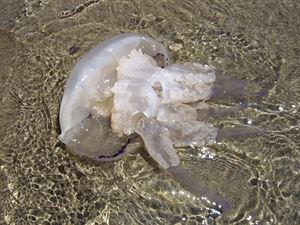 jellyfish jellyfish