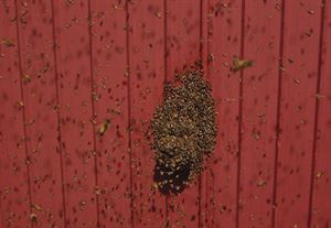 Bees in flight