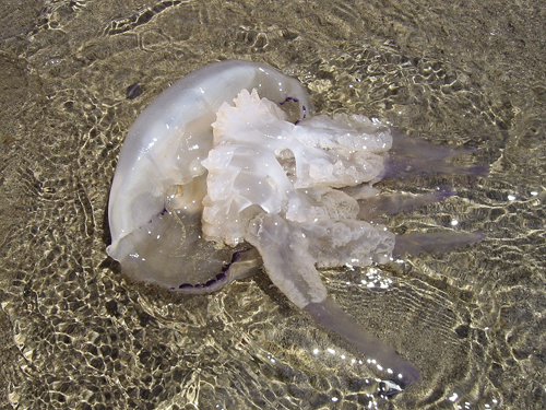 jellyfish