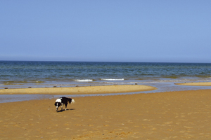 Holkham beach 