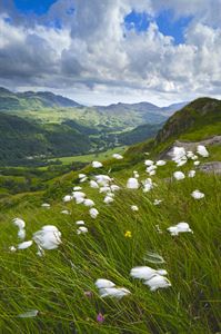 Hafod y Llan, Wales