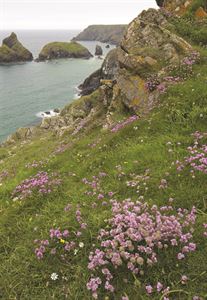 Lizard Coast