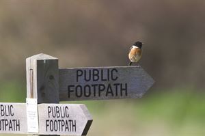 Minsmere reserve
