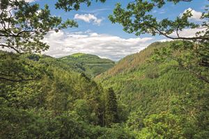 Ystwyth Forest