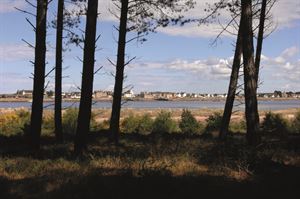Culbin Forest