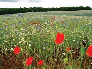 Wheeldon Copse