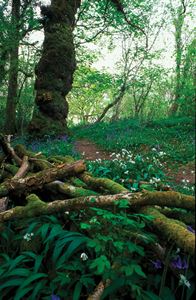 Green Castle Wood