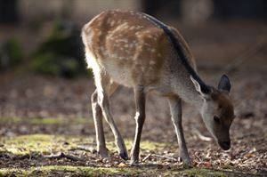 Deer