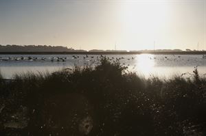 Birds on the water