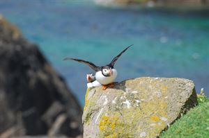 An Atlantic puffin, copyright Tourism Ireland