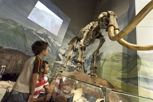 Cardiff Museum, image: VisitBritain/Simon Winnall Cardiff Museum, image: VisitBritain/Simon Winnall