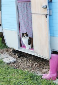 Even the cat loves it